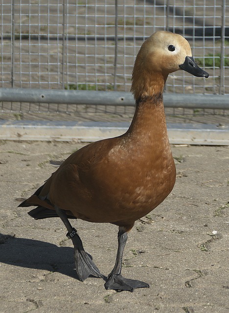 追溯至