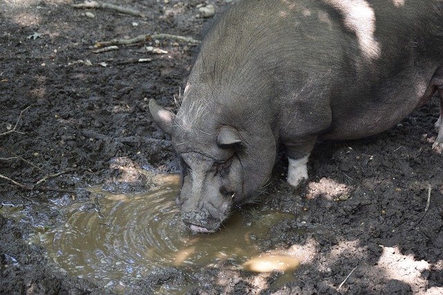 的锋线大将 的锋线大将