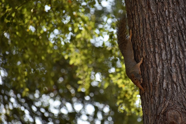 成为备受期 成为备受期
